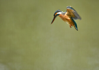カワセミのホバリング