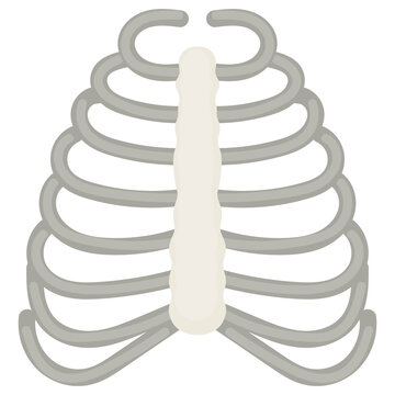 human ribs Concept, Bone Cage Vector color Icon Design, Organ System Symbol, Human Anatomy Sign, Human Body Parts Stock illustration