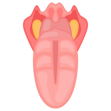 The human tongue Concept, dorsum Vector color Icon Design, Organ System Symbol, Human Anatomy Sign, Human Body Parts Stock illustration