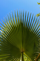 Close up view of palm leaves from the below with blue sky in the background. Selective focus.