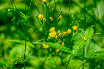 yellow flower in the grass