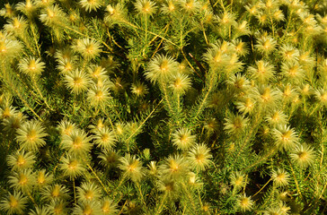 A featherhead flower bush which is part of the fynbos biome in the Western Cape of South Africa