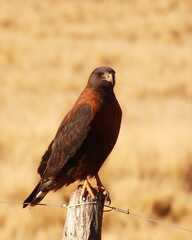 Aguilucho ñanco hembra en percha en Mendoza con fondo desenfocado