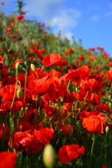 flower,  beautiful, flowers, summer, floral