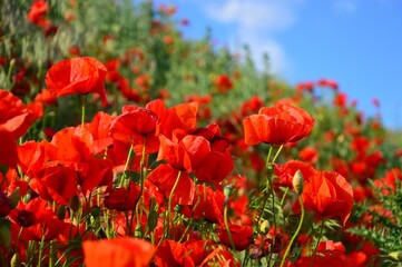 Obraz premium flower, beautiful, flowers, summer, floral