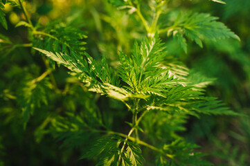 Background, texture of green blooming ragweed, an allergic plant in a garden with patterned foliage.