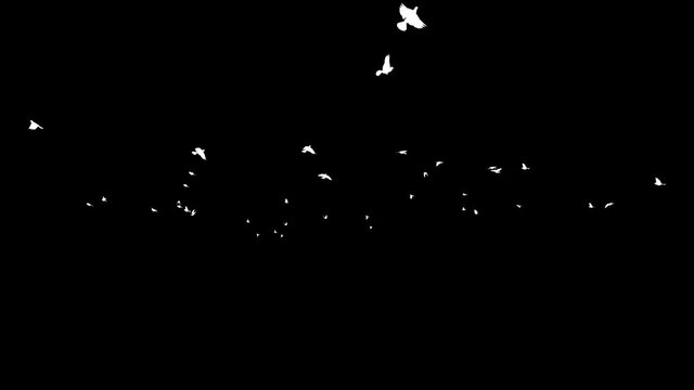 Pigeons silhouettes flying in slow motion