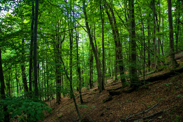 Obraz premium Beautiful green forest with forest path. Tall green trees. Forest landscape.