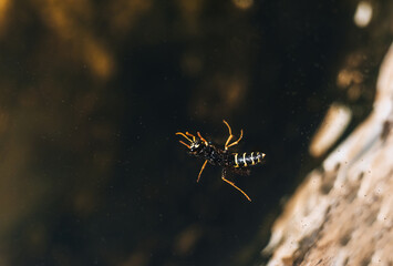 A small, drowned, exhausted dead, fighting for life, a wasp swims in the water. Photography, concept.