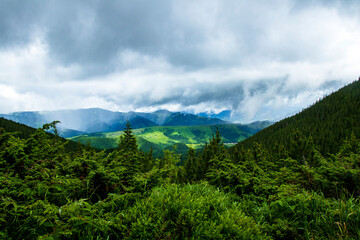 Fototapeta na wymiar Mountain landscape. Green grass, blue mountains, flowers and needles. Montenegrin ridge in Ukraine in July. Hike in the Carpathian Mountains.