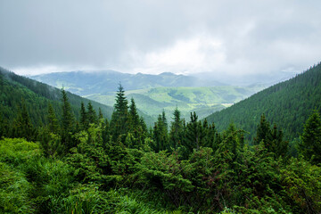 Fototapeta na wymiar Mountain landscape. Green grass, blue mountains, flowers and needles. Montenegrin ridge in Ukraine in July. Hike in the Carpathian Mountains.
