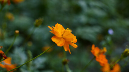 beautiful flowers in the field