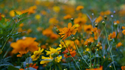 beautiful flowers in the field