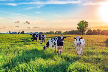 Cows in farm field at sunset