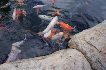 Koi fish in a fish pond