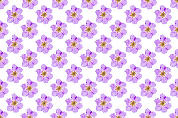 Fototapeta na wymiar Pattern image of Queen's flower on white background.