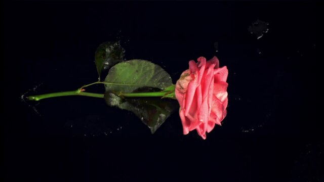 Super slow motion one flower rose falls on the table. On a black background. Filmed on a high-speed camera at 1000 fps.