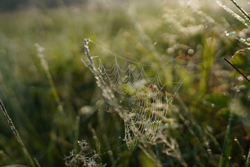 spider web close up in the green gras