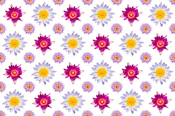 Pattern image of Chrysanthemum flower on white background.