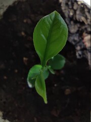 Planta / Germinación / botanica / vida