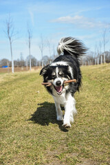 Border collie is running on the meadow.  He is really good boy in sunset light