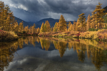 Yellow trees on the bank of a stream on a sunny autumn day
