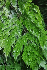 Lush summer green fern hanging in the forest.