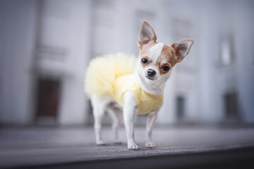 A cute little Chihuahua in a yellow dress standing against the background of a gray city building