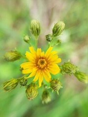 yellow flower on green background