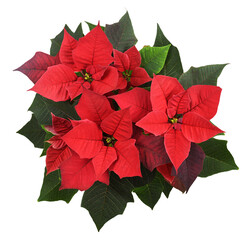 Top view on Christmas poinsettia shrub with red flowers isolated