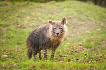Fototapeta premium Hyaena brunnea is standing in zoo habitat. She is beautiful animal with long hair.
