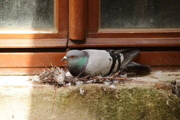 Taube brütet vor einem Fenster