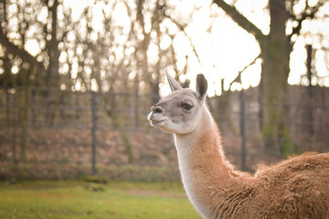 Fototapeta premium American lama is staying in the zoo near the fence. They have place for living.
