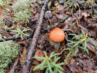 orange cap boletus
