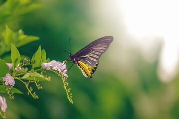 Butterfly and Wild flowers of nature in the rays of sunlight in summer in the spring close-up of a macro. A picturesque colorful artistic image with a soft focus