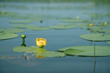 Water lily on the calm water of the lake. Nature and national parks