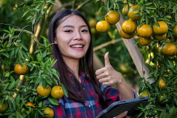 young  girl who owner tangerine plantation wearing plaid shirt checking quality of her tangerines and pointing hand OK with looking camera before harvesting and checks market prices nowwith her tablet