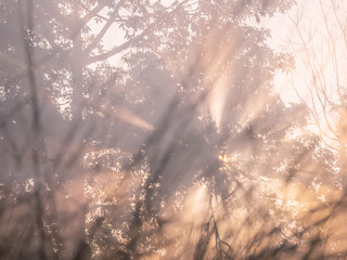 Beautiful misty sunrise in jungle. Sun rays shine through trees leaves