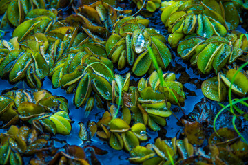 camalote, camalotal, planta acuática
