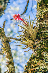 flor rosada, fondo desenfocado, clavel del aire, clavel, en tronco, parasito, parasita