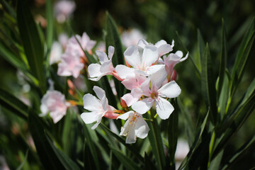 flowers in the garden