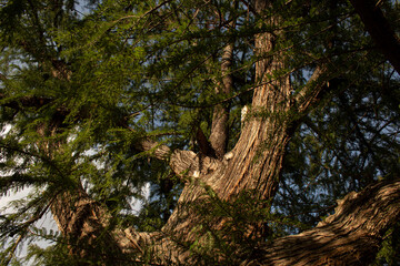 árbol milenario de la vida