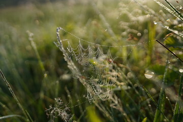 spider web with dew drops