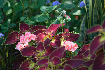 Solenostemon plants (variegated leaves) and geraniums (pink flowers) in a garden bed