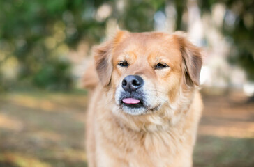 A Golden Retriever mixed breed dog sticking its tongue out
