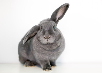 Obraz premium A gray pet rabbit holding its ears in a half lop position