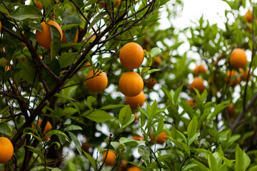 sweet ripe tangerines on a tree. Citrus fresh fruit, fruit growing, organic agriculture.