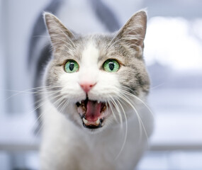 A shorthair cat meowing or vocalizing with its mouth wide open