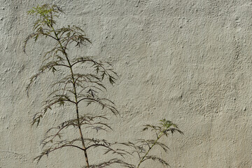 plant near a garden wall