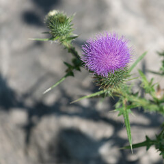 square format image of a thistle blossom